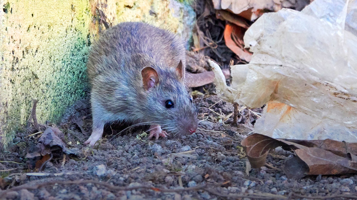 PestAwarenessforNon-TechnicalEmployees PestAwarenessforNon-TechnicalEmployees
